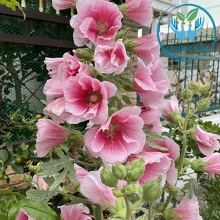 เมล็ดพันธุ์ฮอลลี่ฮ็อค คละสี 420 เมล็ด ฮอลลี่ฮ็อค ดอกซ้อน / ฮอลลี่ฮ็อค แคระ HollyHock Mix