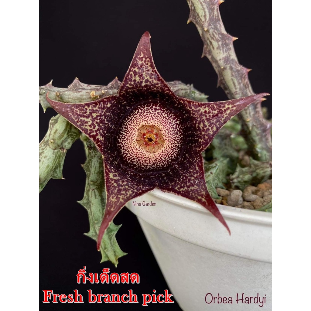 เก๋งจีน Orbea Hardyi *กิ่งเด็ดสด* แคคตัส ไม้อวบน้ำ Cactus and Succulent