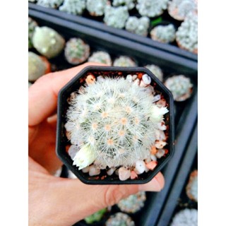 คามิเน่ขาว Mammillaria carmenae แคคตัส อยู่ในกระถาง2นิ้ว จัดส่งทั้งกระถาง