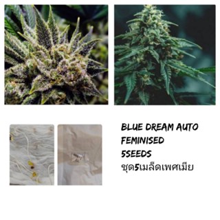 เมล็ดพันธุ์Blue dream เพศเมียSTS90% ชุด5เมล็ด