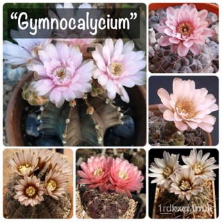 ผลิตภัณฑ์ใหม่ เมล็ดพันธุ์ เมล็ดพันธุ์ กระบองเพชร”Gymnocalycium” (ยิมโนคาไลเซียม) ดอกสวย D4K0 คละ สวนครัว/ดอก็ด QKWB