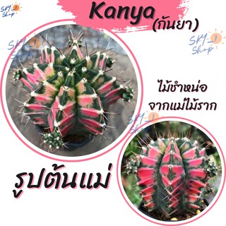 ยิมโนโคลน กันยา ไม้ชำหน่อ จากแม่ไม้ราก สายพันธ์ุดัง จากกระท่อมลุงจรณ์ แคคตัส Cactus Kaya ตะบองเพชรด่างชมพู