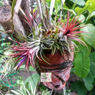 ต้นทิลแลนด์เซีย Tillandsia เป็นไม้อากาศ ปลูกโดยไม่ต้องใช้ดิน ปลูกกับขอนไม้ หรือห้อยไว้ก็ได้ น่่ารัก มีดอกเล็ก ๆ สีขาว