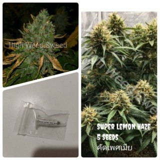 เมล็ดสายพันธุ์Super Lemon Haze  บรีดเพศเมีย90-95%