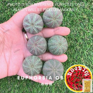 Euphorbia Azera ครีมนวดผมรูท/กางเกงใน/ดอกไม้/กระ/กระ/ผ้าอนามัย/ใบสมัคร DTX5