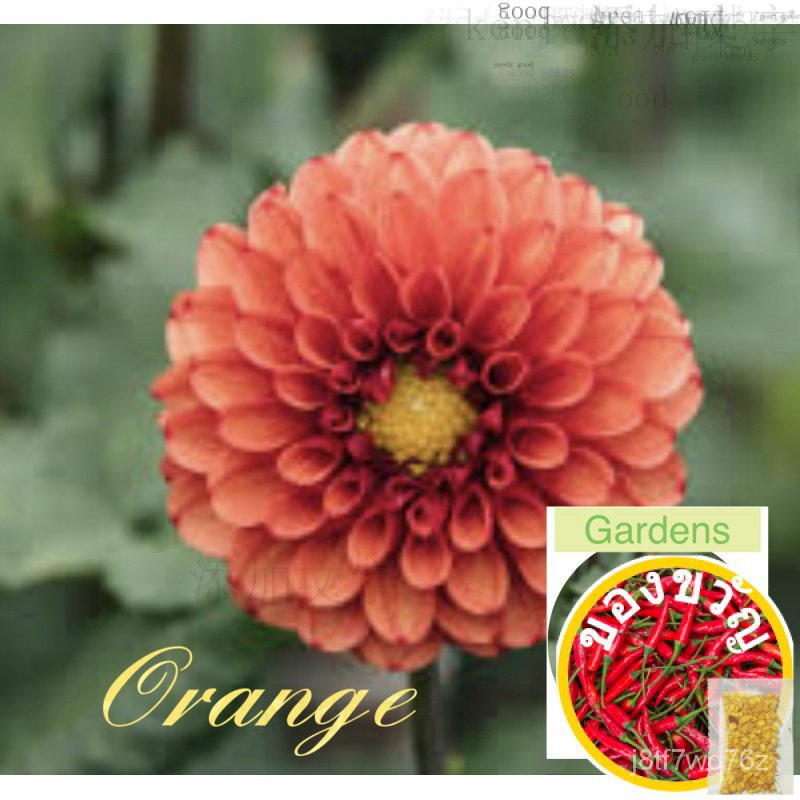 Dahlia Orange Variety เมล็ดดอกไม้หายากพร้อม "Freebies"上衣/裙子/帽子/ 母婴/园艺/芹菜/花园/香菜/ VOYE