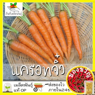 เมล็ดพันธุ์ แครอทจิ๋ว แครอทเบบี้ 2000 เมล็ด Little Fingers Carrot Seed เมล็ดพันธุ์แท้นำเข้าจากต่างประเทศ ปลูกผัก สวนครัว