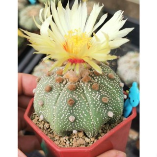 แอ​สโตร​ไ​ฟตั้​ม เว้า  #แคสตัส castus​ astrophytum แอสโตร แอสโตร​ไ​ฟตั้​ม แอสโตรไฟตัม กระบองเพชร ​