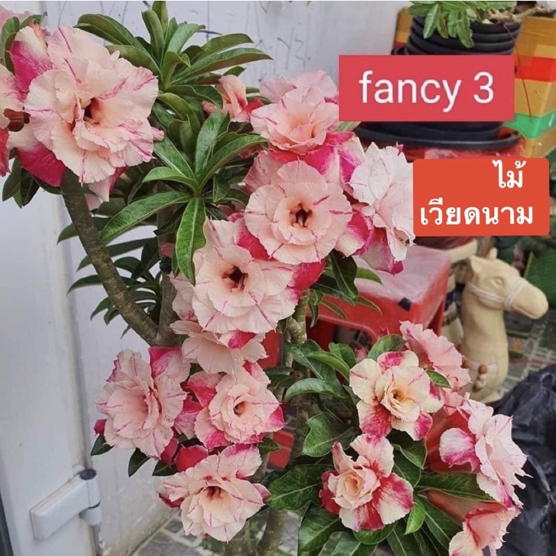 ชวนชมดอกซ้อน-Fancy 3 ไม้เวียดนาม ..