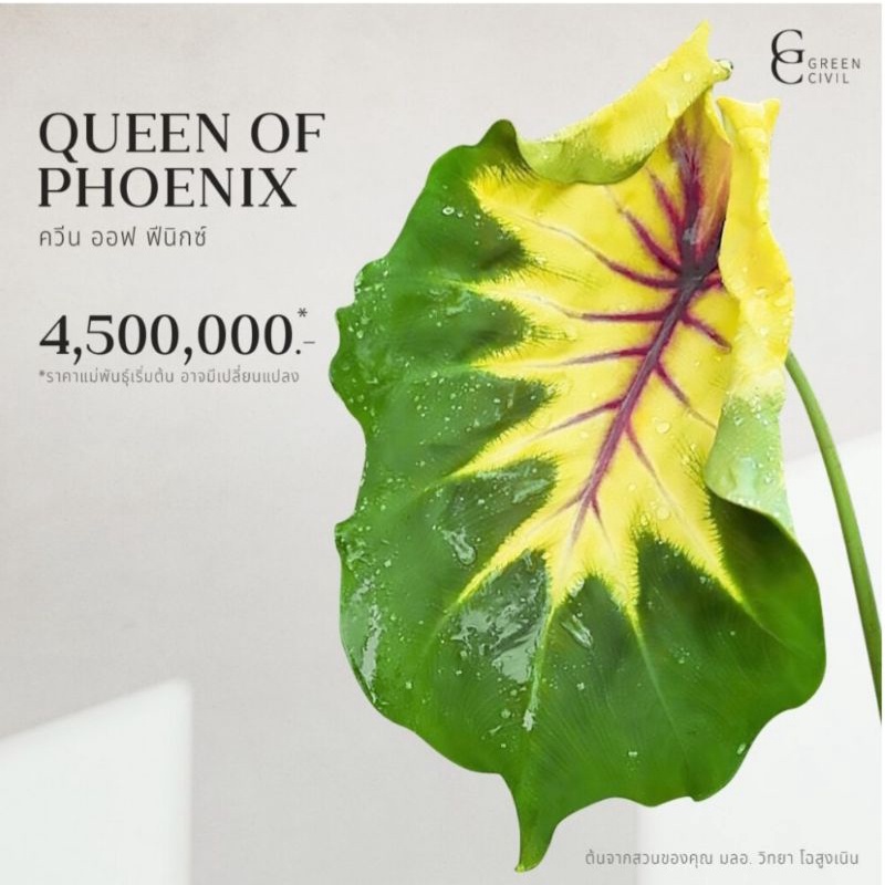🪴ควีน ออฟ ฟินิกซ์ ชำใส่กระถาง❗️colocasia queen of phoenix
