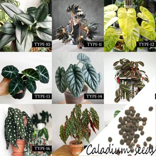 19ประเภท20ชิ้นพืชหายาก Caladium Bicolor เมล็ดบอนไซเมล็ดพืชเม็งแรง/ดอกไม้/สวน/ดอกทานตะวัน/ดอกไม้/หัง/ข้าวโพด /สจ๊วต MPW7