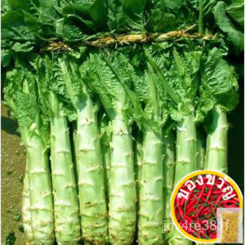 50ชิ้น Asguard Lettuce Vegetable Seeds มะเขือเทศ/แว่นวย/กางเกง/ผู้ชาย/ทานตะวัน/สวน/ดอกไม้/ผล/ผักกาดหอม/ผลเล็ก/ HTIT