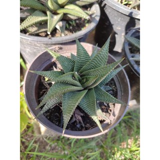 ฮาโวเทีย ม้าเวียน🪴Haworthia limifolia