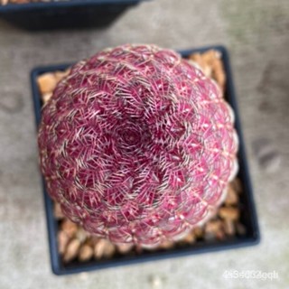 ผลิตภัณฑ์ใหม่ เมล็ดพันธุ์ 2022เมล็ดพันธุ์ เรนโบว์ Rainbow Cactus Echinocereus rigidissimus 5 เมล็ด cactus แคคตัส ก/เมล็