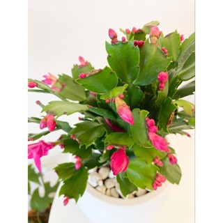 ต้นโบตั๋นแคระ  Christmas Cactus