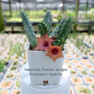 Huernia Fallen Angel Pranburi Hybrid