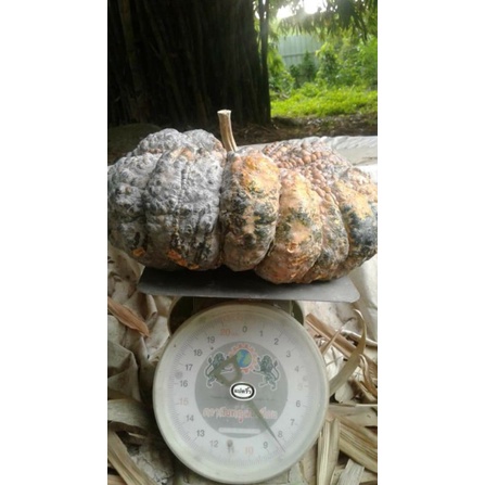 ฟักทองคางคกพันธ์ุพื้นเมืองเมล็ดพันธุ์แท้