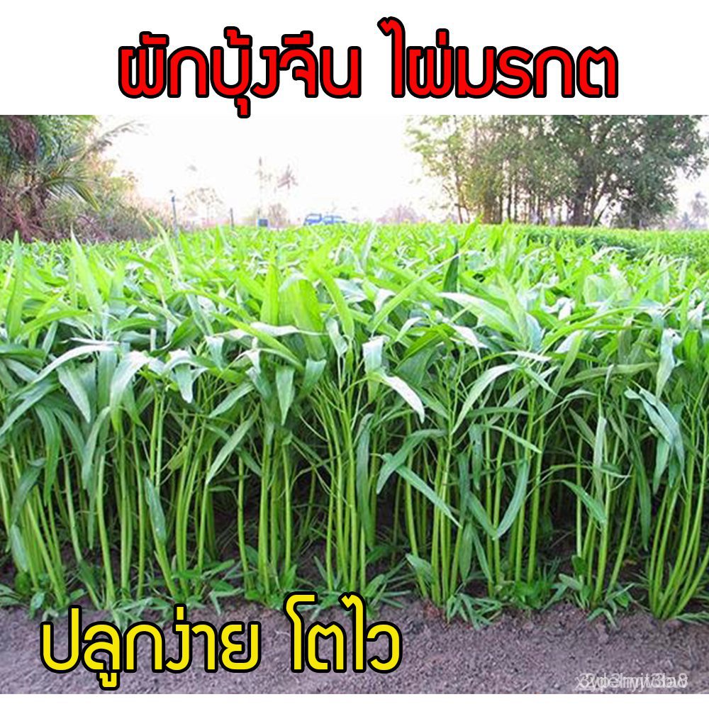 ผลิตภัณฑ์ใหม่ เมล็ดพันธุ์ เมล็ดพันธุ์คุณภาพสูงในสต็อกในประเทศไทยเมล็ดอวบอ้วน ผักบุ้งจีน ไผ่มรกต 200 เมล็ด ปลูกง /ดอก VI5
