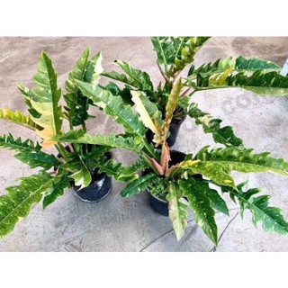 ฟิโลเดนดรอน ใบเลื่อย งานขวดเพาะเนื้อเยื่อ (Philodendron ring of fire Variegated) 20-30 ต้น /ขวด รองรับเก็บเงินปลายทาง