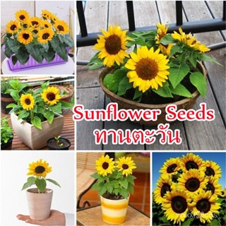 （คุณภาพสูง เมล็ด）30 เมล็ด ทานตะวัน Dwarf Sunflower Seeds เมล็ดดอกไม้ เมล็ดพันธุ์ผัก ต้นไม้มงค/ง่าย ปลูก สวนครัว /ดอก LQG