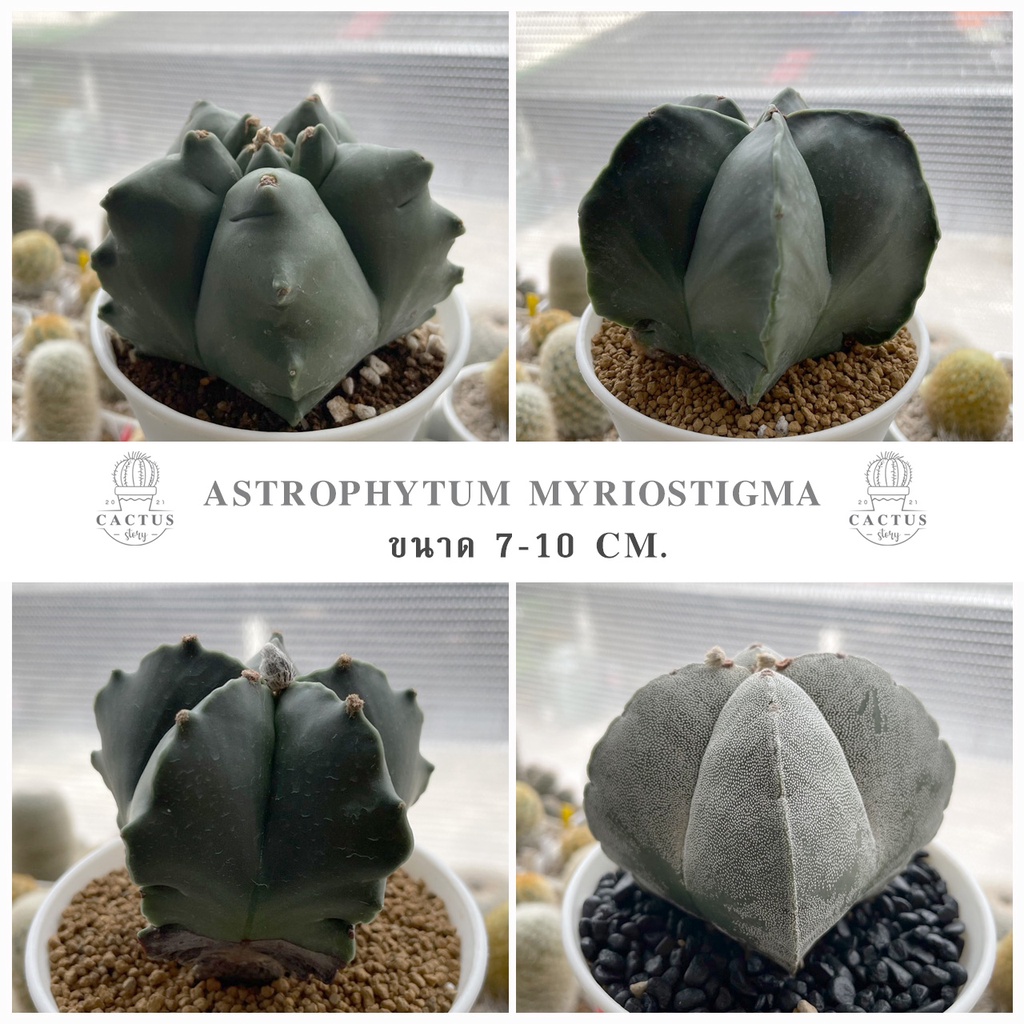 Astrophytum Myriostigma MIX (อัพเดท 15/11/2024)