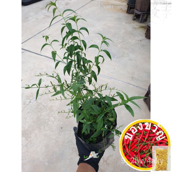 Androidgraphis paniculada/stol/nilavembu Live Plant/kalmegh/King of bitters/greenkalmegh กุหลาบ/通心菜/