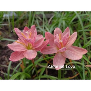 บัวดิน Z.Eternal Love เอสเทอนอลเลิฟ(รักนิรันด์)หัวละ150บาท