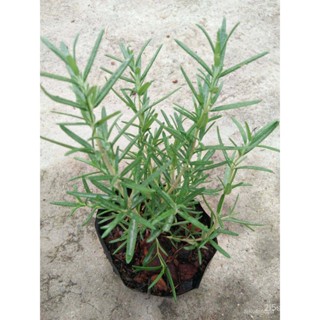 ผลิตภัณฑ์ใหม่ เมล็ดพันธุ์ จุดประเทศไทย ❤ต้นพันธ์ุ โรสแมรี 5นิว(: Rosemary; Rosmarinus officinalis) โรสแมรี ( Ro คล/ขา 3A