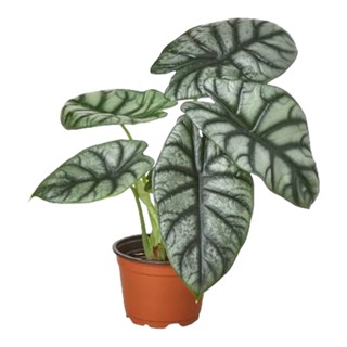 อโลคาเซีย ซิลเวอร์ดราก้อน (Alocasia Silverdragon) กระถาง 3 นิ้ว