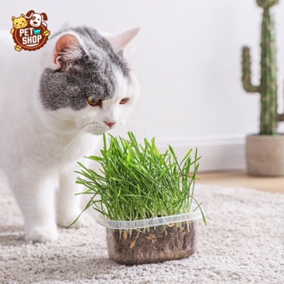 อาหารแมว ขนมแมว【P021】 PETหญ้าแมวแบบกล่อง ครบชุดพร้อมปลูก ต้นอ่อนข้าวสาลี ปลอดสารเคมี นำเข้าสดใหม่