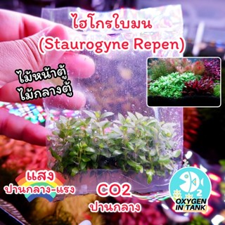 ไฮโกรใบมน[Staurogyne Repens] ไม้เนื้อเยื่อแน่นๆ ไม้น้ำ ต้นไม้น้ำ (พร้อมส่ง)