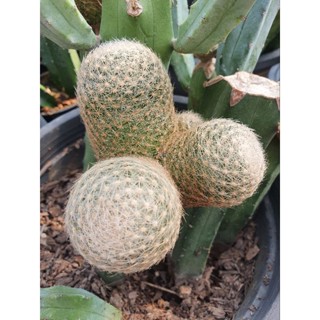 🌵Mammillaria lenta แมมแลนต้า🌵หน่อเด็ดสดค่ะ🌵