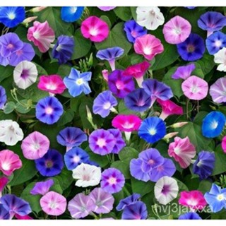 （คุณภาพสูง เมล็ด）เมล็ดพันธุ์ ดอกสแนปดราก้อน คละสี (Mixed Petunia Seeds Flower Seed) บรรจุ 100/อินทรีย์ ผัก ปลูก /ขายด C0