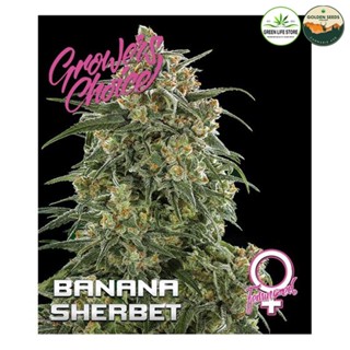 เมล็ดกัญชา Banana Sherbet Auto ค่าย Grower Choice เเถมฟรี 1 เมล็ด GoldenSeedsThailand