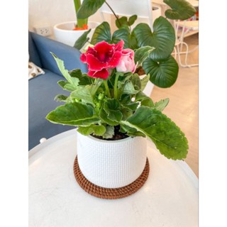 gloxinia กล๊อกซิเนีย