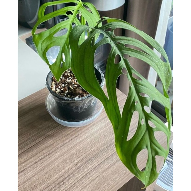 ๆพลูฉลุยักษ์ Monstera Esqueleto