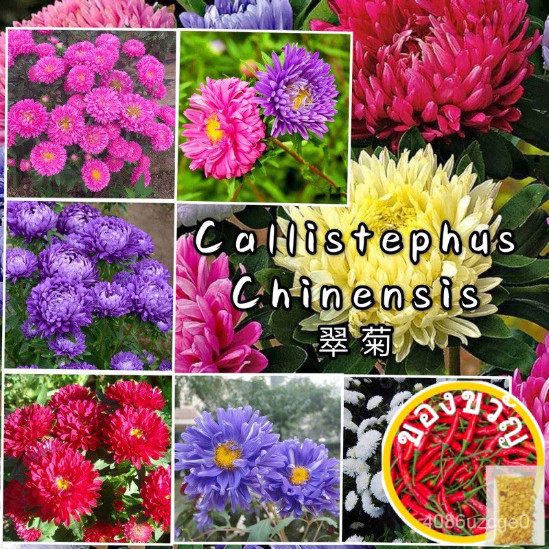Ready Stock Flower SEED callistephus chinensis seeds bernih Flower callistephus chinensis Flower SEE