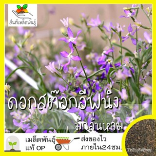 ผลิตภัณฑ์ใหม่ เมล็ดพันธุ์ เมล็ดพันธุ์คุณภาพสูงในสต็อกในประเทศไทย พร้อมส่ง ะให้ความสนใจของคุณเมล็ดอวบอ้วน สต๊อกอ /ขายด WI