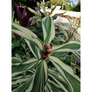 วาสนามหาสุข 💮 เอื้องหมายนาด่าง 🌿 Dracaena sp.(Variegated) Indian Head Ginger หรือ เอื้องเพชรม้า หลังใบกำมะหยี่ ปลูกง่่าย