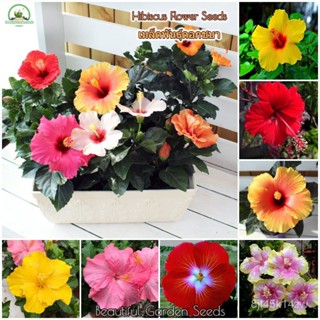 （คุณภาพสูง เมล็ด）บอนสี ดอกชบา Hibiscus Flower Seeds พันธุ์ไม้ดอก บอนสีสวยๆ (บรรจุ 100 เมล็ด ของแท้ 100% ปลูกง่าย/ขายด ZH