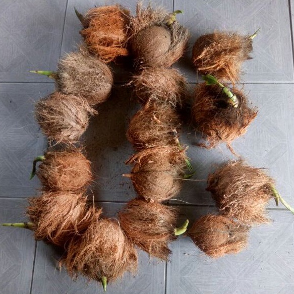 ต้นมะพร้าวกะลาเล็กแบบแกะพร้อมส่ง  วัตถุดิบทำบอนไซ - รูปที่ 3