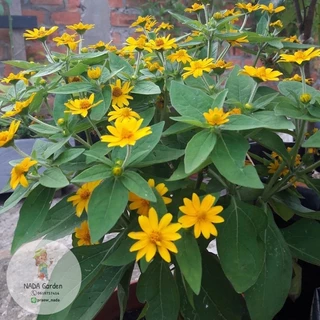 เมล็ดพันธุ์ดอกกระดุมทอง Melampodium paludosum บรรจุ 200 เมล็ด อัตราการงอกสูง