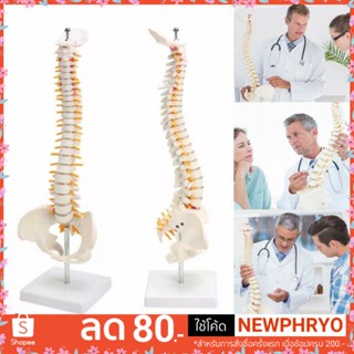 กระดูกสันหลังจำลอง 1:1 Anatomical Spine Model กายวิภาค การเรียนการสอน (ได้รับ7-10วัน)