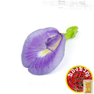 Lilac / Light Purple Butterfly Pea Anxi Bunga Telang (Clitoria Ternatea)-10เมล็ด Porture/ด UUIS