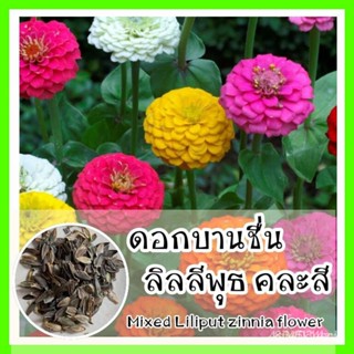 ผลิตภัณฑ์ใหม่ เมล็ดพันธุ์ 2022พร้อมส่ง ❗❗ รหัส 012 เมล็ดอวบอ้วนแท้ OP  ดอกบานชื่นลิลลิพุทคละสี - Mixed Lilliput /ขายดี L