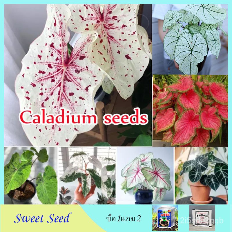 （คุณภาพสูง เมล็ด）หัวบอนสี100เมล็ด บอนสีราคาถูก Mixed Caladium Seeds บอน บอนสีแปลกๆถูกๆ ​เมล็ด/ง่าย ปลูก สวนครัว /ผักสลัด