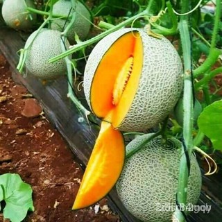 ผลิตภัณฑ์ใหม่ เมล็ดพันธุ์ จุดประเทศไทย ❤50PCS Hami Melon Seeds Green Sweet Fruit Vegetable Bonsai Plant Japan C คล/เ IGO