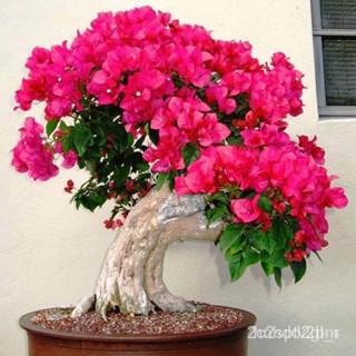 ผลิตภัณฑ์ใหม่ เมล็ดพันธุ์ 2022ต้นเฟื่องฟ้าแคระ Bougainvillea บอนไซ เฟื่องฟ้าสาวิตรี  ดอกสีชมพูบานเย็น ลำต้นสูง  /ขายด F9