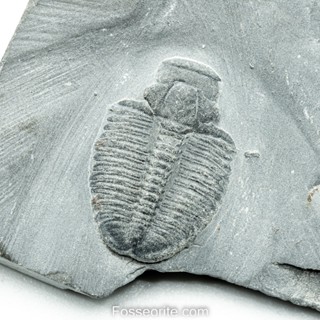 [อายุกว่า 505 ล้านปี!!!] #236 ฟอสซิล ไทรโลไบต์ Elrathia Kingi Trilobite ของแท้ ขนาดเล็ก บน Matrix จาก USA