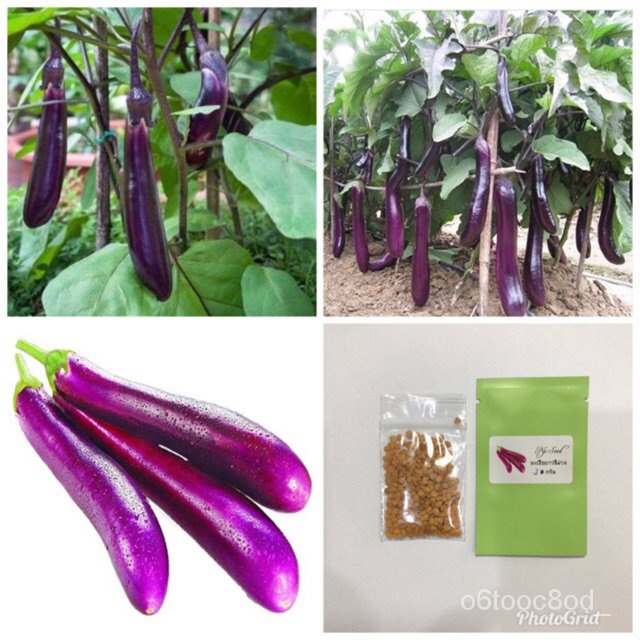 （โรงงานขายส่ง）มะเขือยาวสีม่วง Purple Long Eggplant Seed/อินทรีย์ FXEI